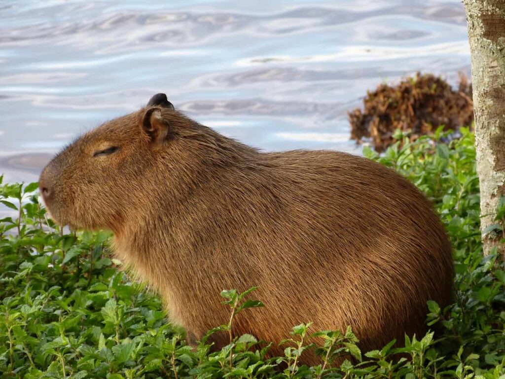Capibarismo
